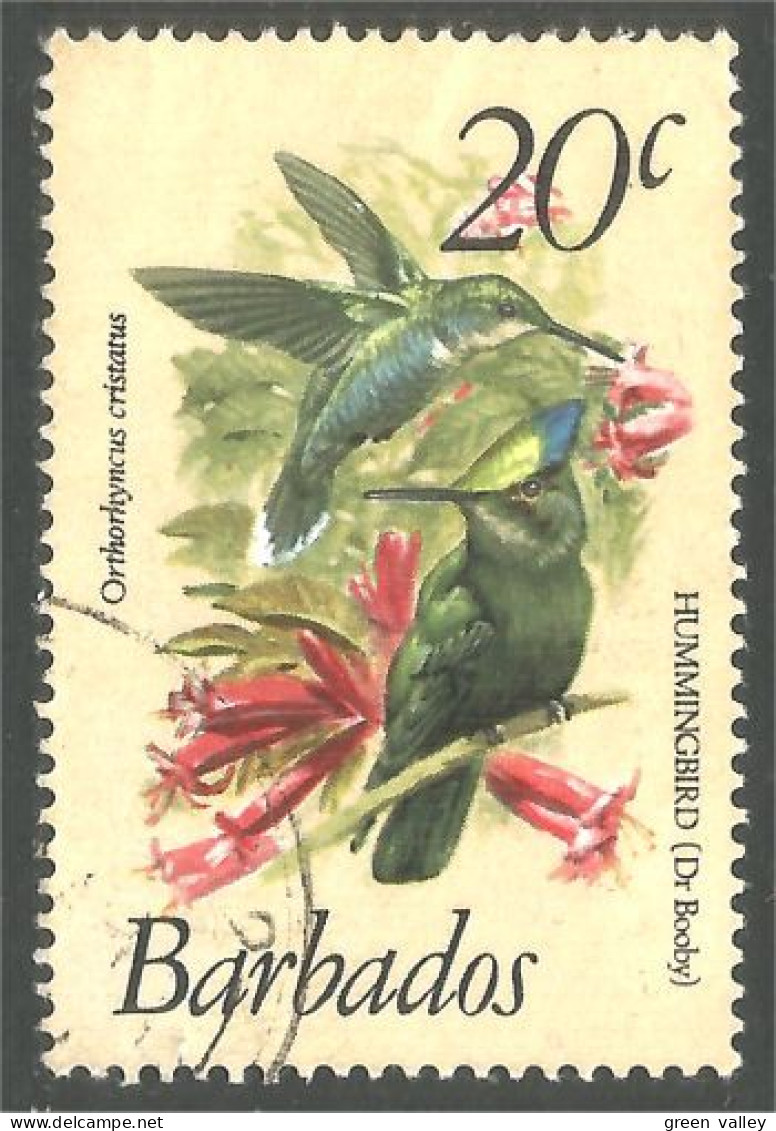 176 Barbados Hummingbirds Colibris Oiseau Mouche (BBA-156) - Colibris