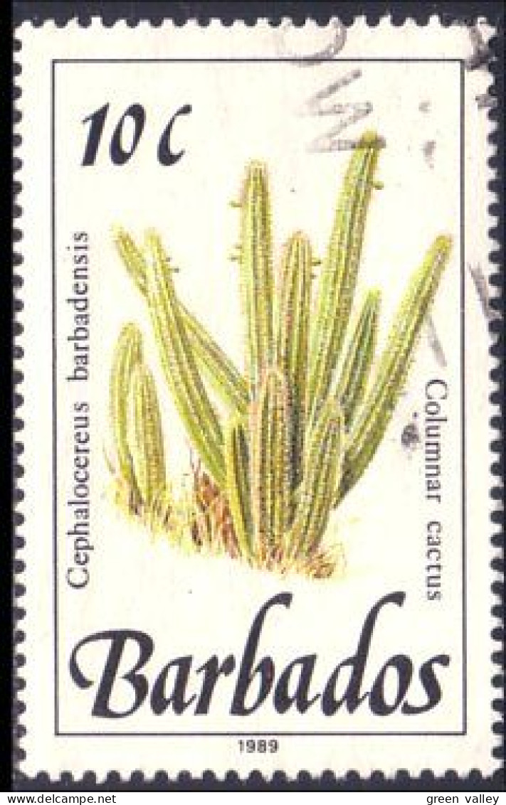 176 Barbados Cactus (BBA-112) - Cactus
