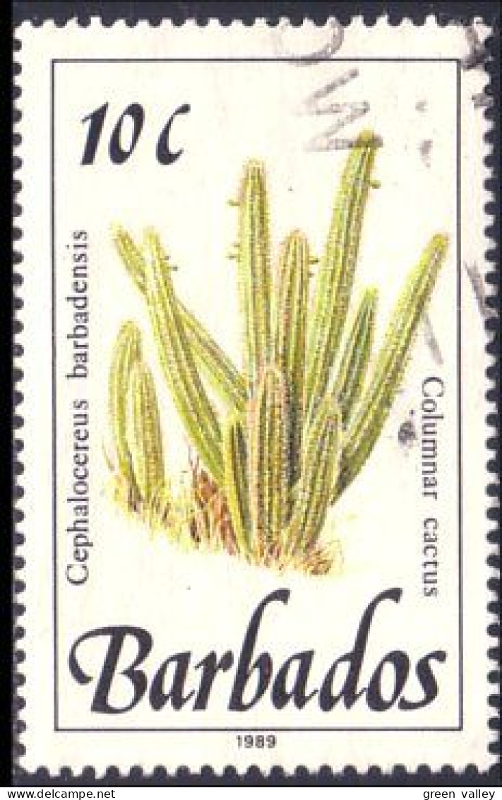 176 Barbados Cactus (BBA-112) - Sukkulenten