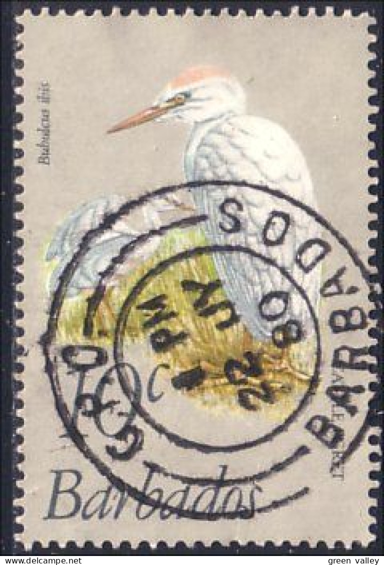 176 Barbados Cattle Egret Pique-boeuf Superb CDS (BBA-111) - Aves Gruiformes (Grullas)