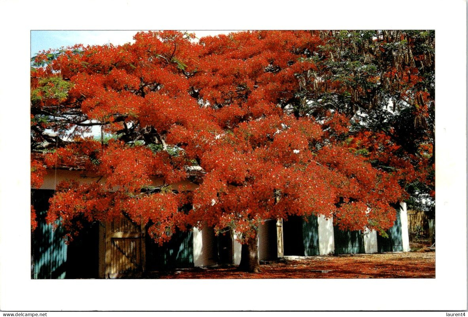 4-3-2024 (2 Y 8) Sénégal - Le Sang Du Flamboyant (tree) - Arbres