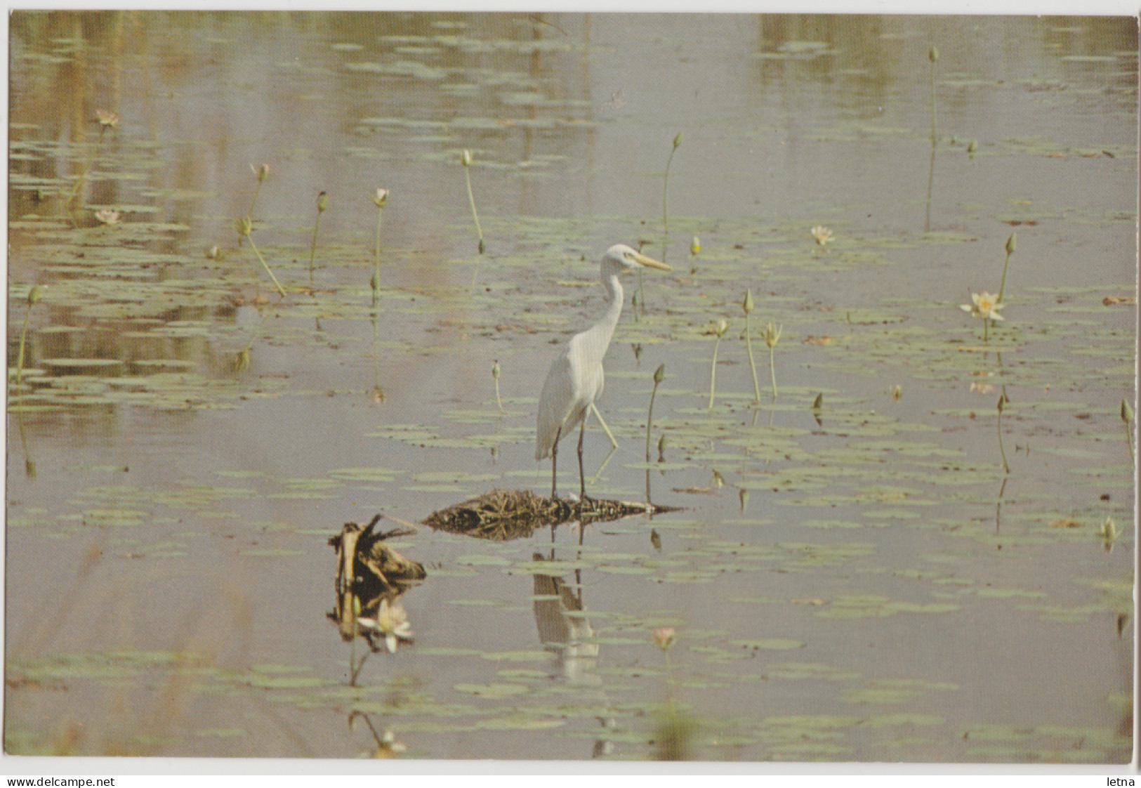 WESTERN AUSTRALIA WA Egret Bird North West KIMBERLEYS Hotel Kununurra Postcard C1970s - Sonstige & Ohne Zuordnung