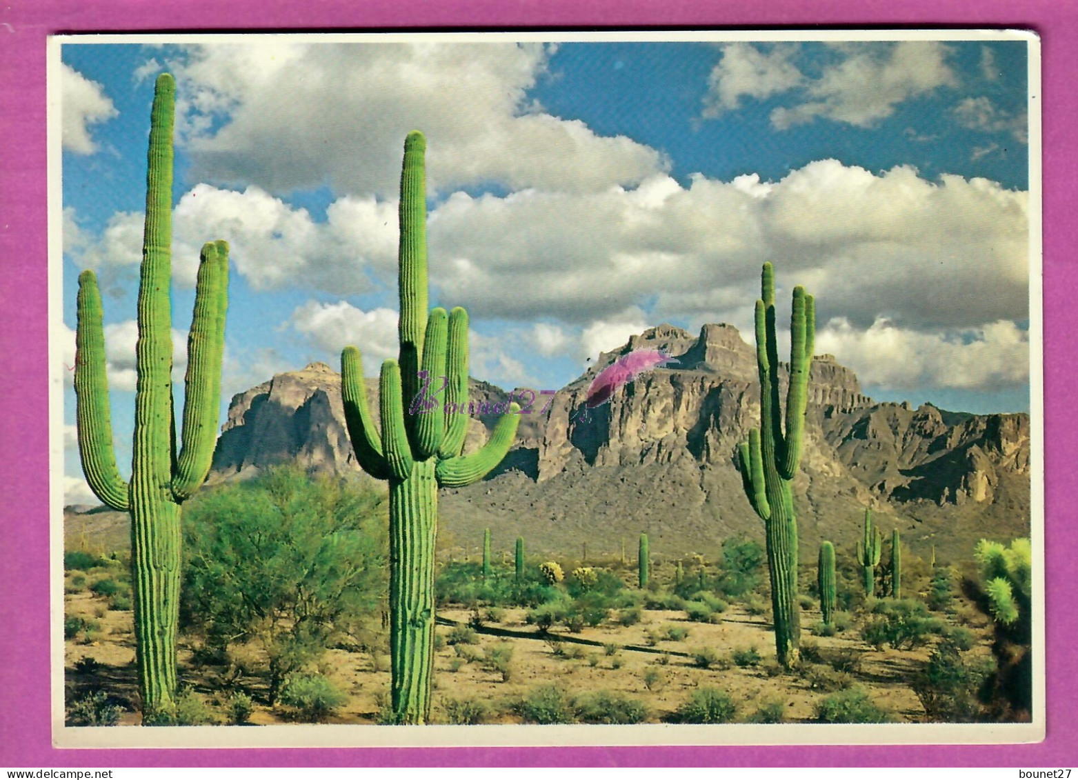 USA ARIZONA SUPERSTITION MOUNTAIN MESEA ARIZONA CACTUS - Andere & Zonder Classificatie