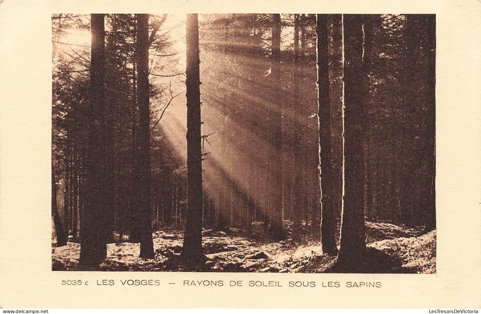 FRANCE - Les Vosges - Vue Sur Les Rayons De Soleil Sous Les Sapins - Dans La Forêt - Carte Postale Ancienne - Other & Unclassified