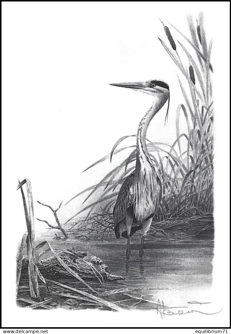 Dessin, Signé / Tekening, Getekend / Zeichnung, Gezeichne - Héron / Reiger / Reiher / Heron - BUZIN - Storks & Long-legged Wading Birds