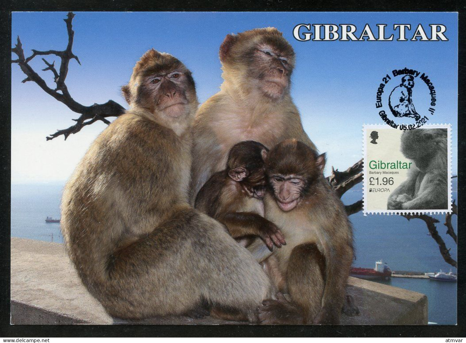 GIBRALTAR (2021). Carte Maximum Card EUROPA - Barbary Macaques (Macaca Sylvanus), Rock Ape, Mono, Macaque, Berberaffe - Gibraltar