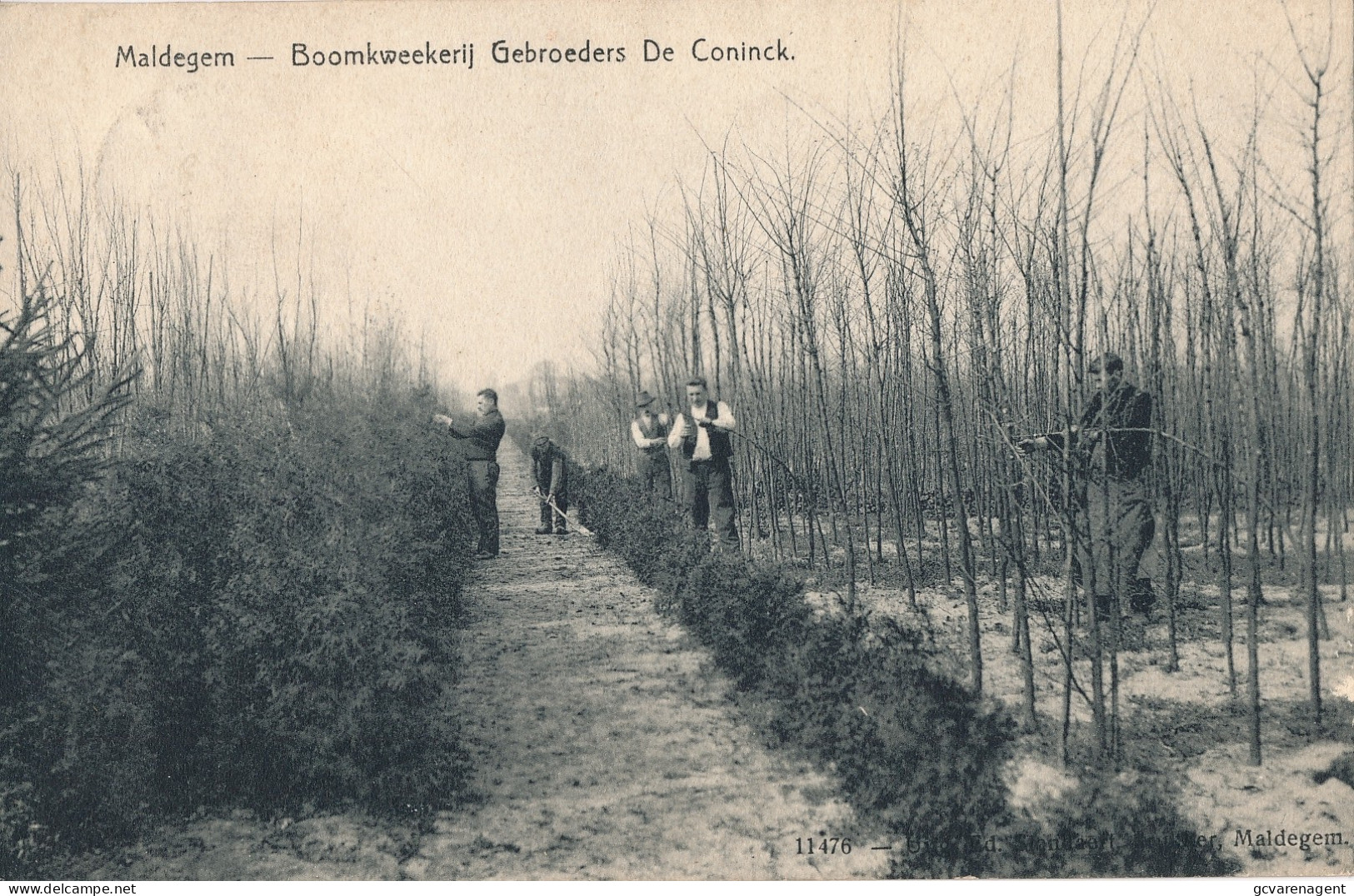 MALDEGEM  BOOMKWEEKERIJ GEBROEDERS DE CONINCK         ZIE AFBEELDINGEN - Maldegem