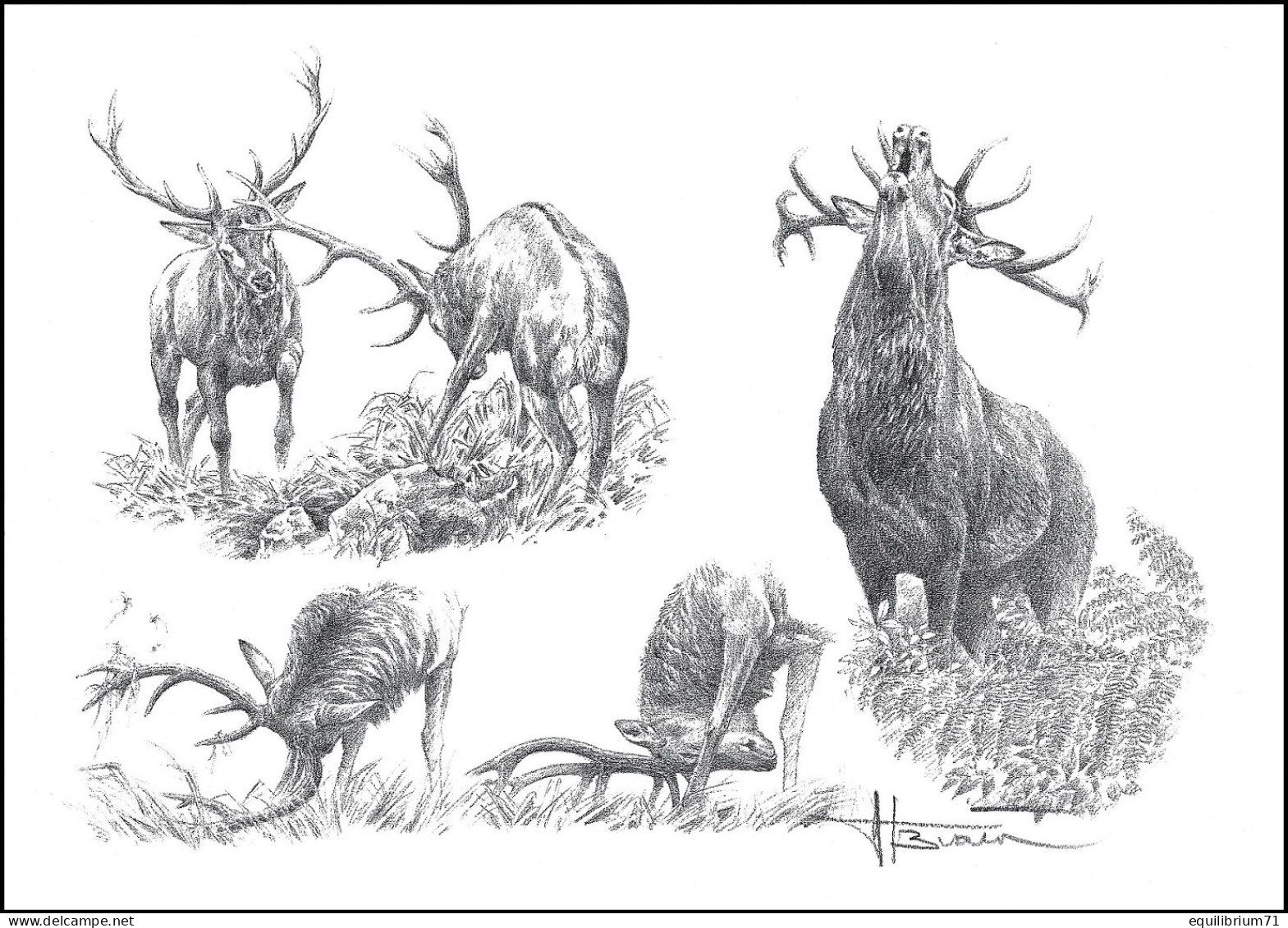 Dessin, Signé / Tekening, Getekend - Étude Cerf / Hert Studie / Hirschstudie / Deer  Study - BUZIN - Gibier