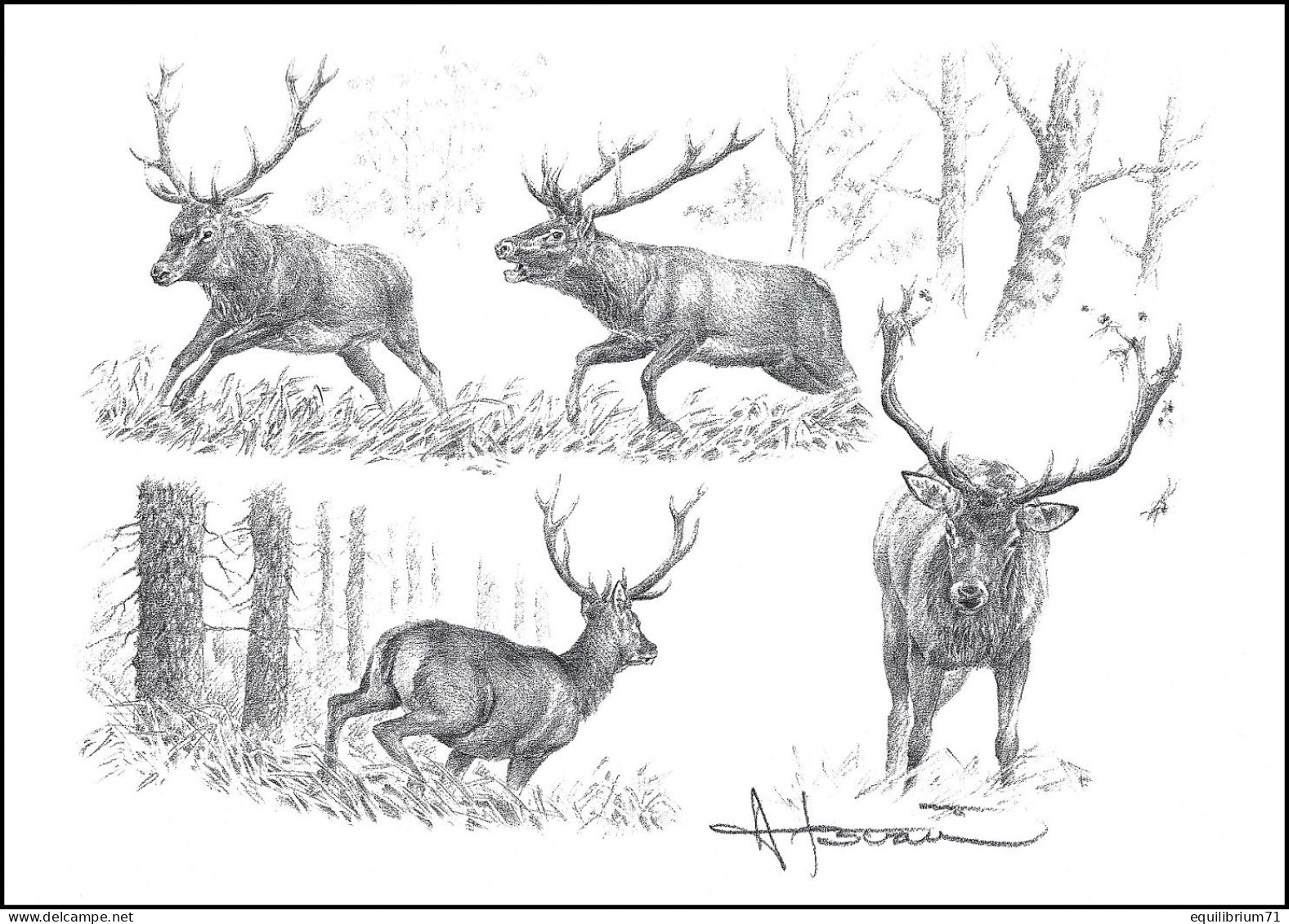 Dessin, Signé / Tekening, Getekend - Étude Cerf / Hert Studie / Hirschstudie / Deer  Study - BUZIN - Animalez De Caza