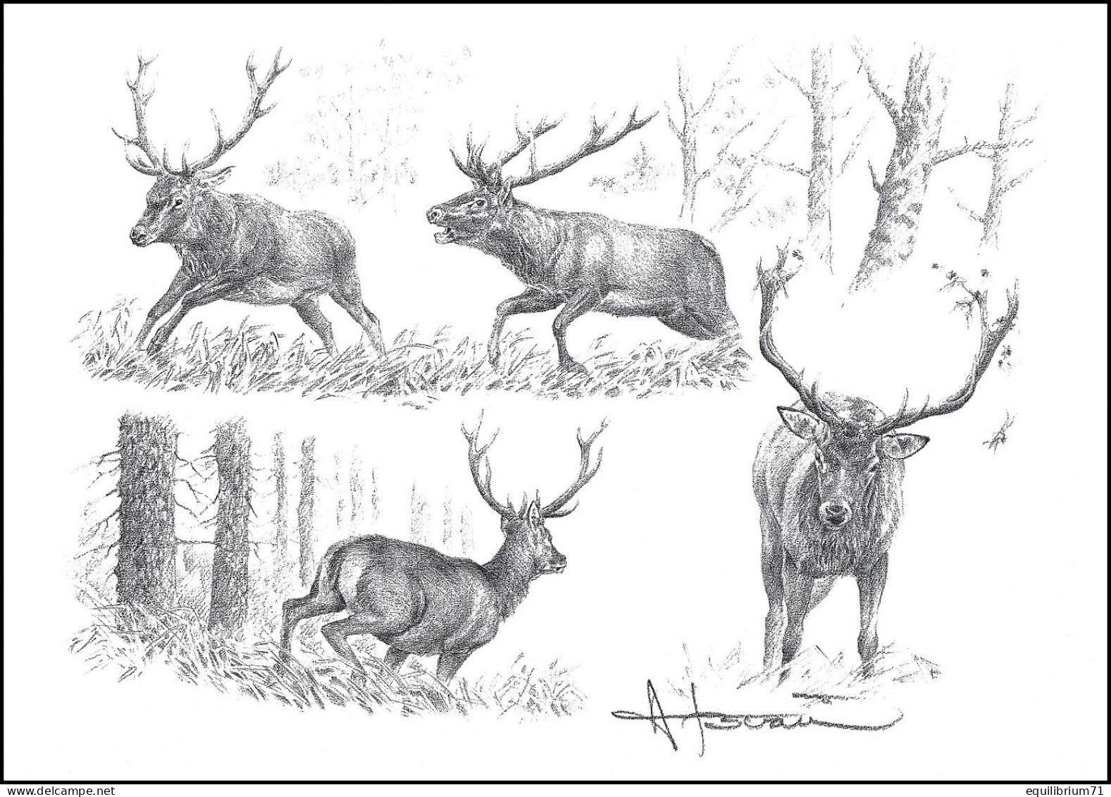 Dessin, Signé / Tekening, Getekend - Étude Cerf / Hert Studie / Hirschstudie / Deer  Study - BUZIN - Wild