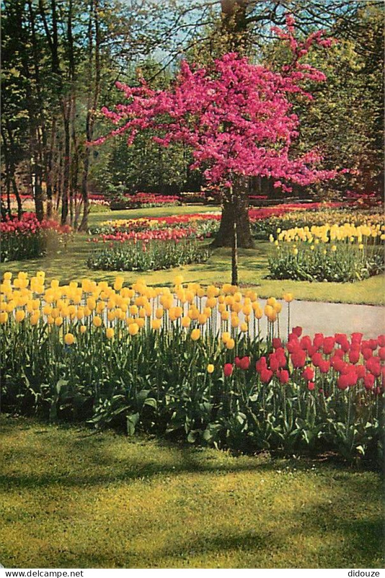 Pays-Bas - Nederland - Lisse - Keukenhof - Fleurs - CPM - Voir Scans Recto-Verso - Lisse