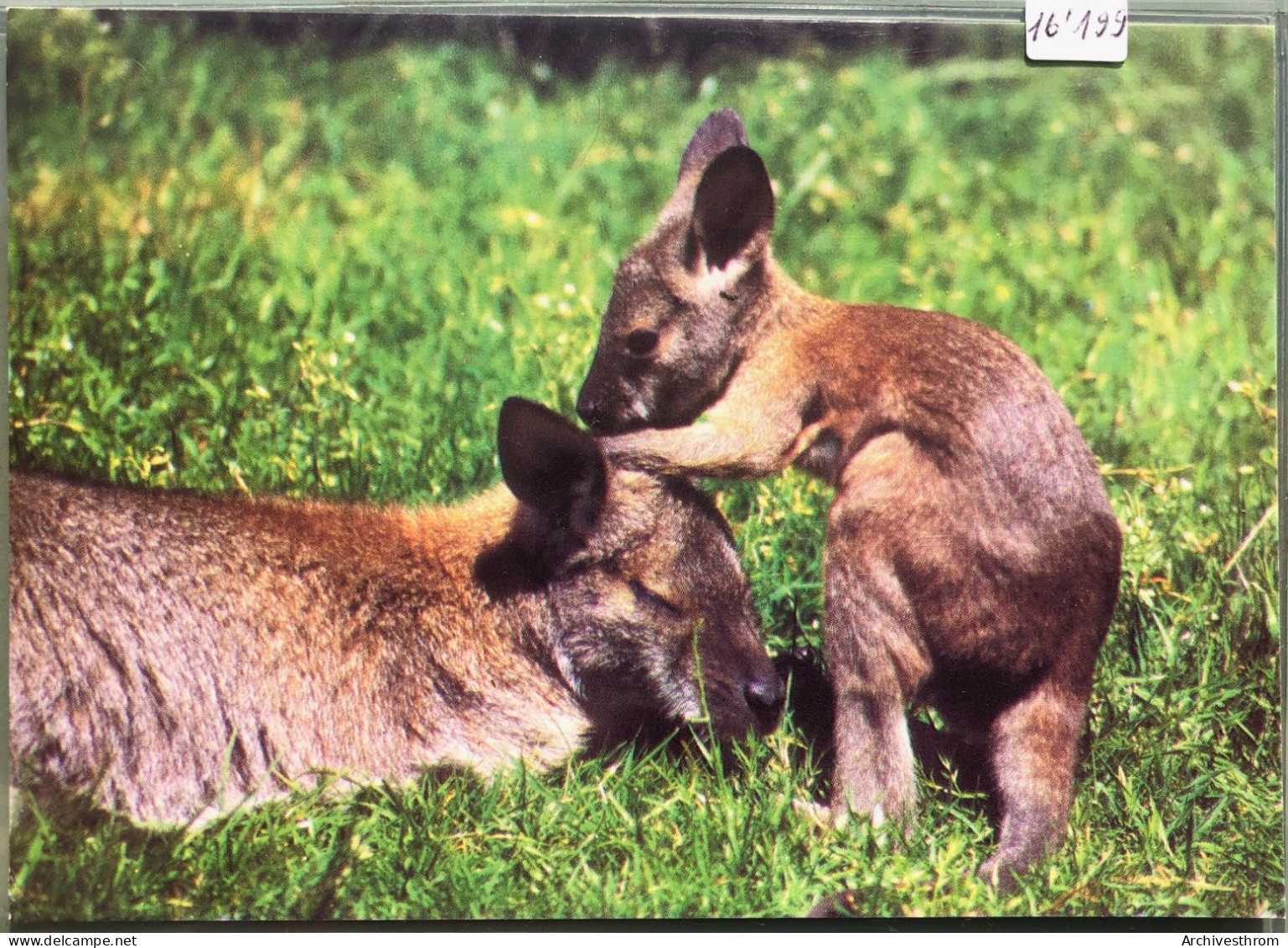 Zoo De Servion : Maman Wallaby Et Son Petit (16'199) - Servion