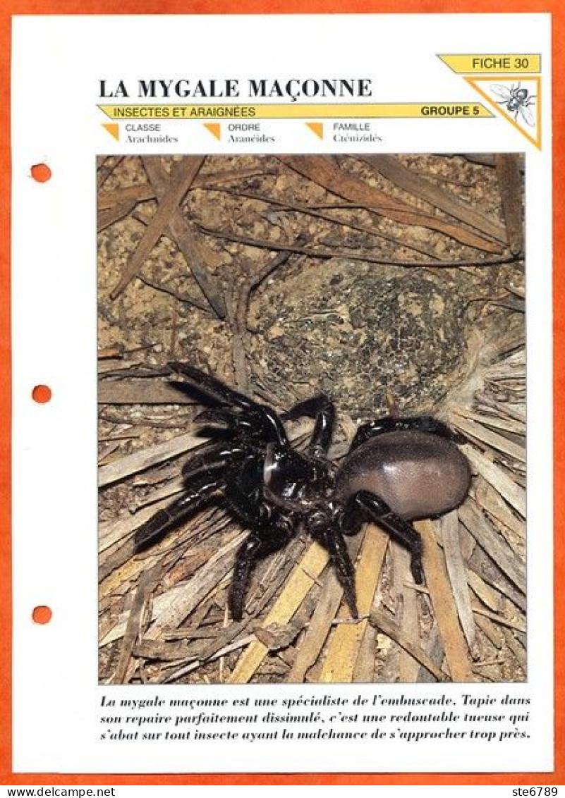 MYGALE MACONNE  Araignée  Insecte Illustrée Documentée   Animaux Insecte Fiche Dépliante - Animaux