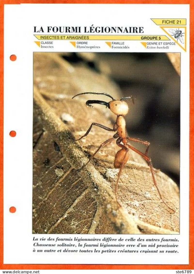 FOURMI LEGIONNAIRE  Insecte Illustrée Documentée   Animaux Insectes Fiche Dépliante - Animaux