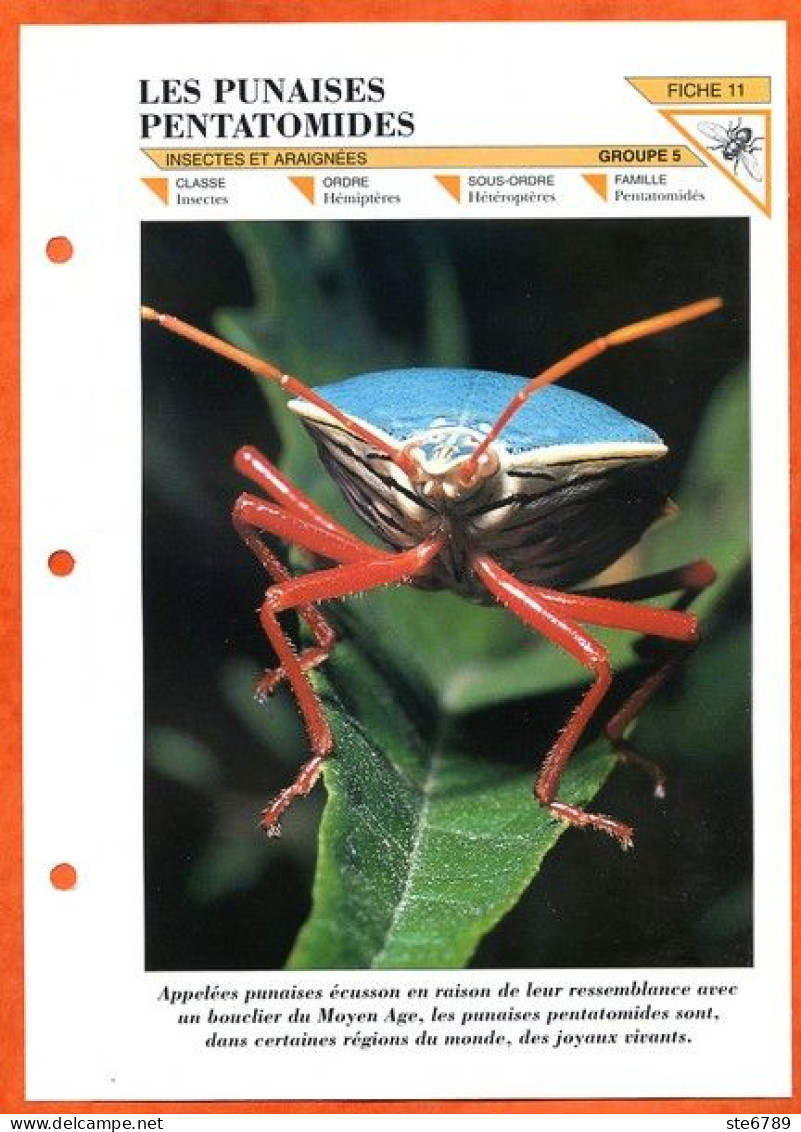 PUNAISES PENTATOMIDES  Insecte Illustrée Documentée   Animaux Insectes Fiche Dépliante - Animaux