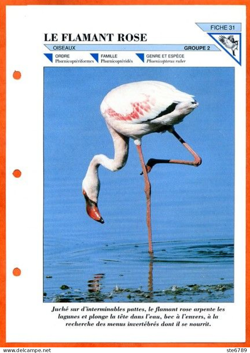 FLAMANT ROSE  Oiseau Illustrée Documentée Animaux Oiseaux Fiche Dépliante - Animaux