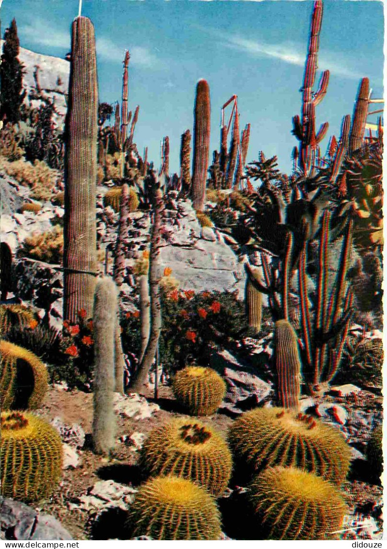 Fleurs - Plantes - Cactus - La Cote D'Azur - Jardin Exotique - CPM - Voir Scans Recto-Verso - Cactus