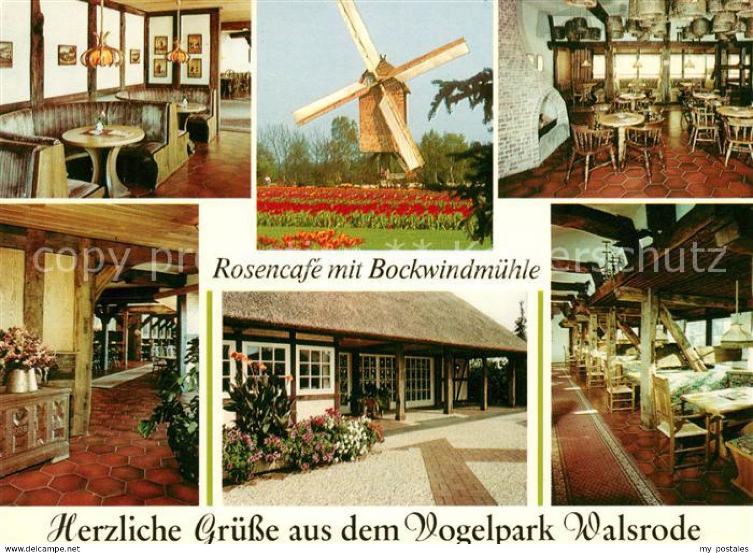 73131469 Walsrode Lueneburger Heide Vogelpark Rosencafe Bockwindmuehle Walsrode  - Walsrode