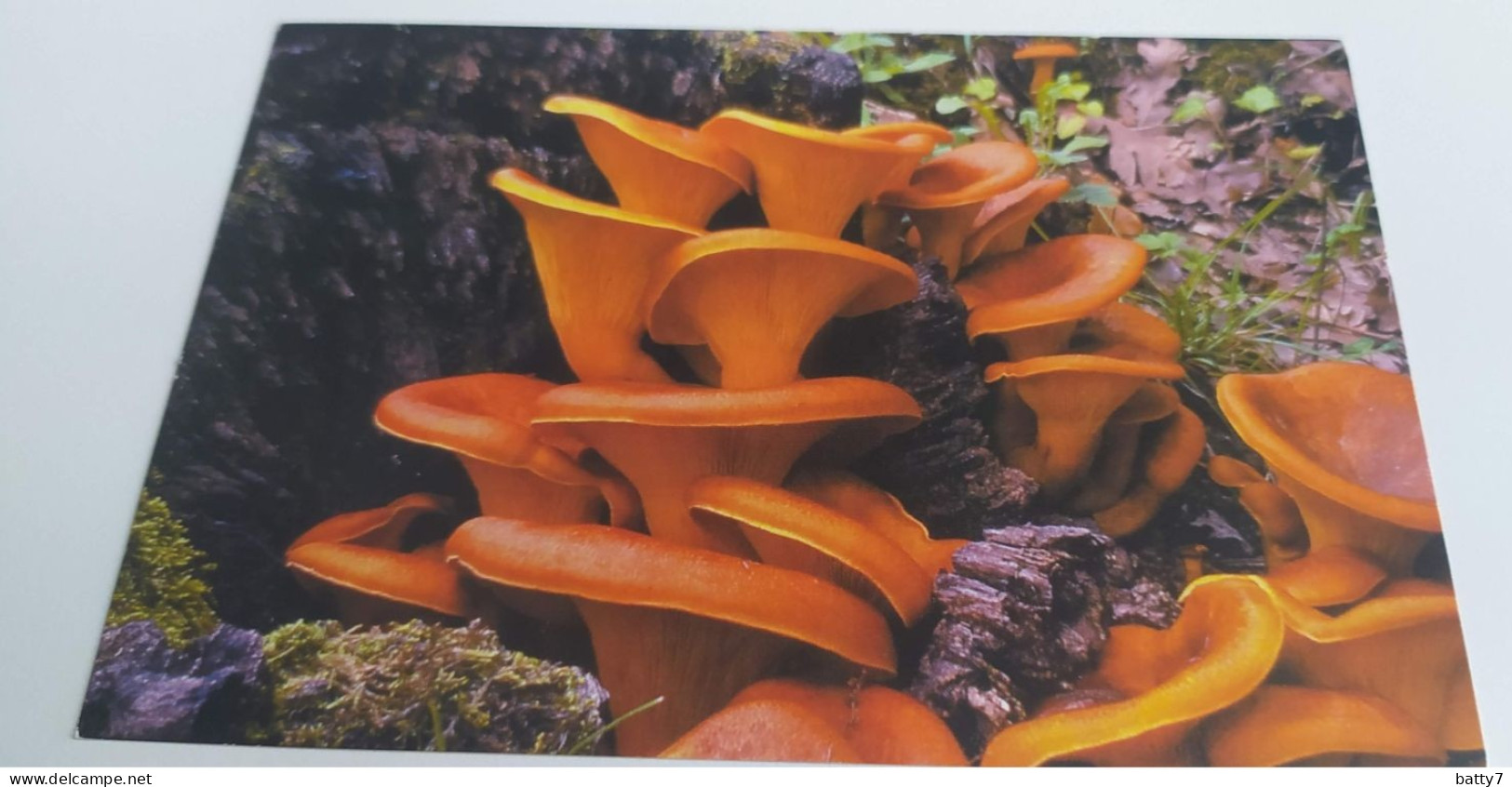 CARTOLINA CASTELBUONO PALERMO 2009 - FUNGHI DELLE MADONIE - Demonstrations