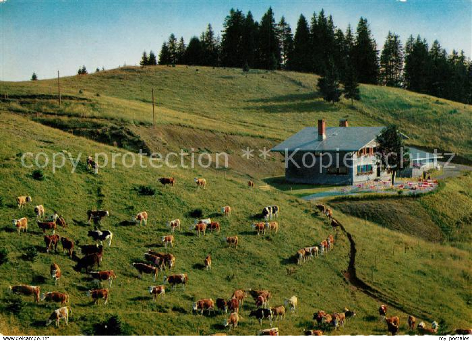 73081766 Bernau Schwarzwald Almhuette Zum Krunkel Bach Kuehe Bernau Schwarzwald - Bernau