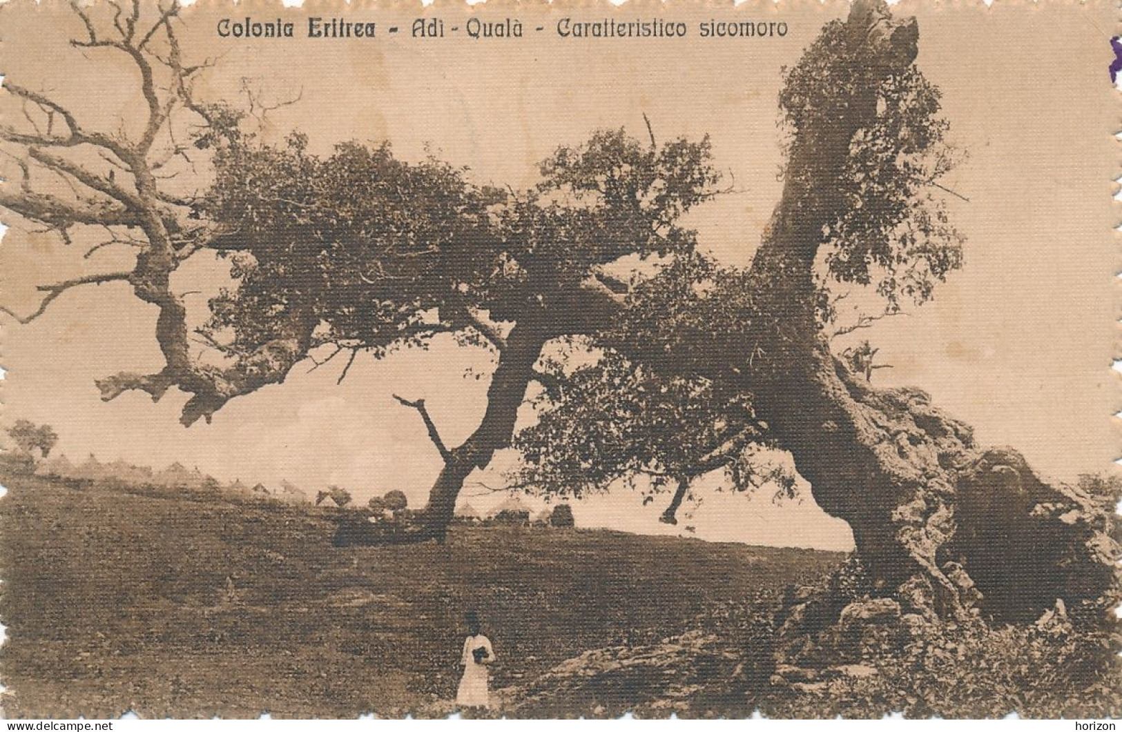 XLYB.57  Colonia Eritrea - Adì - Qualà - Caratteristico Sicomoro - 1918 - Erythrée