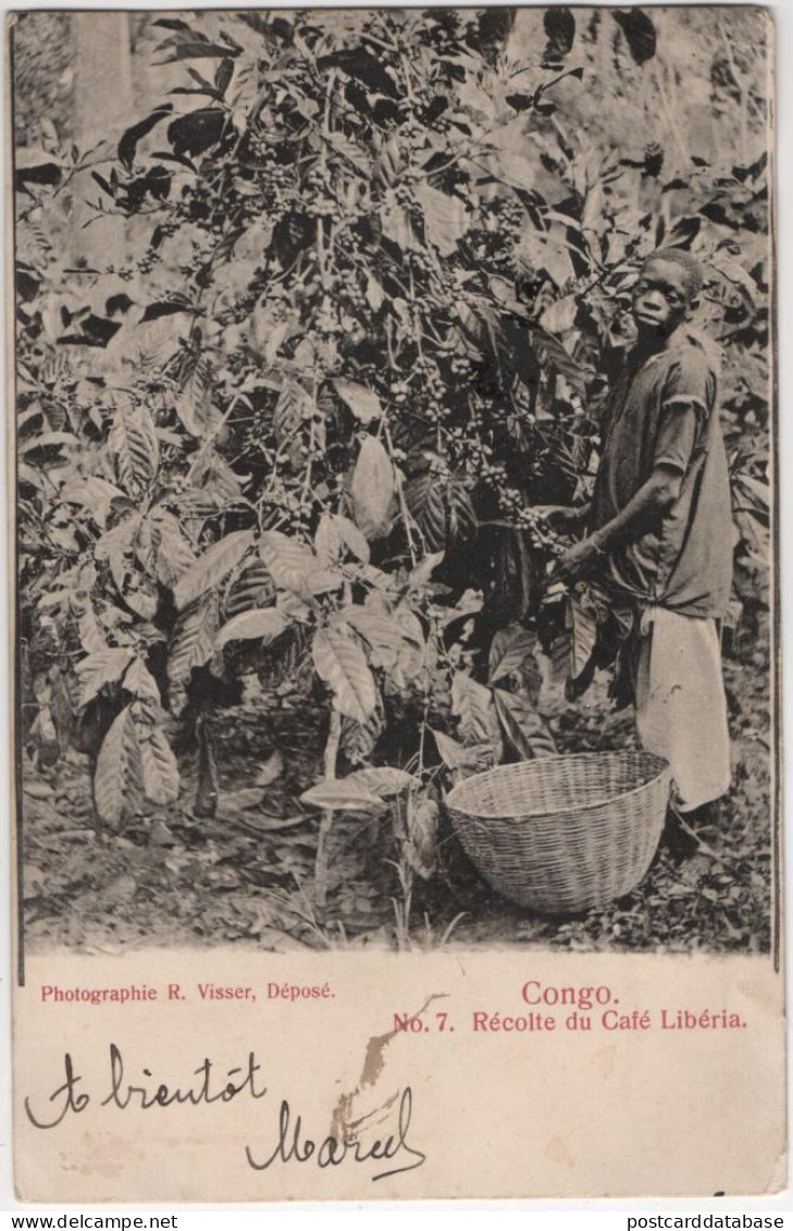 Congo - Récolte Du Café Libéria - & Farmers - Congo Belge