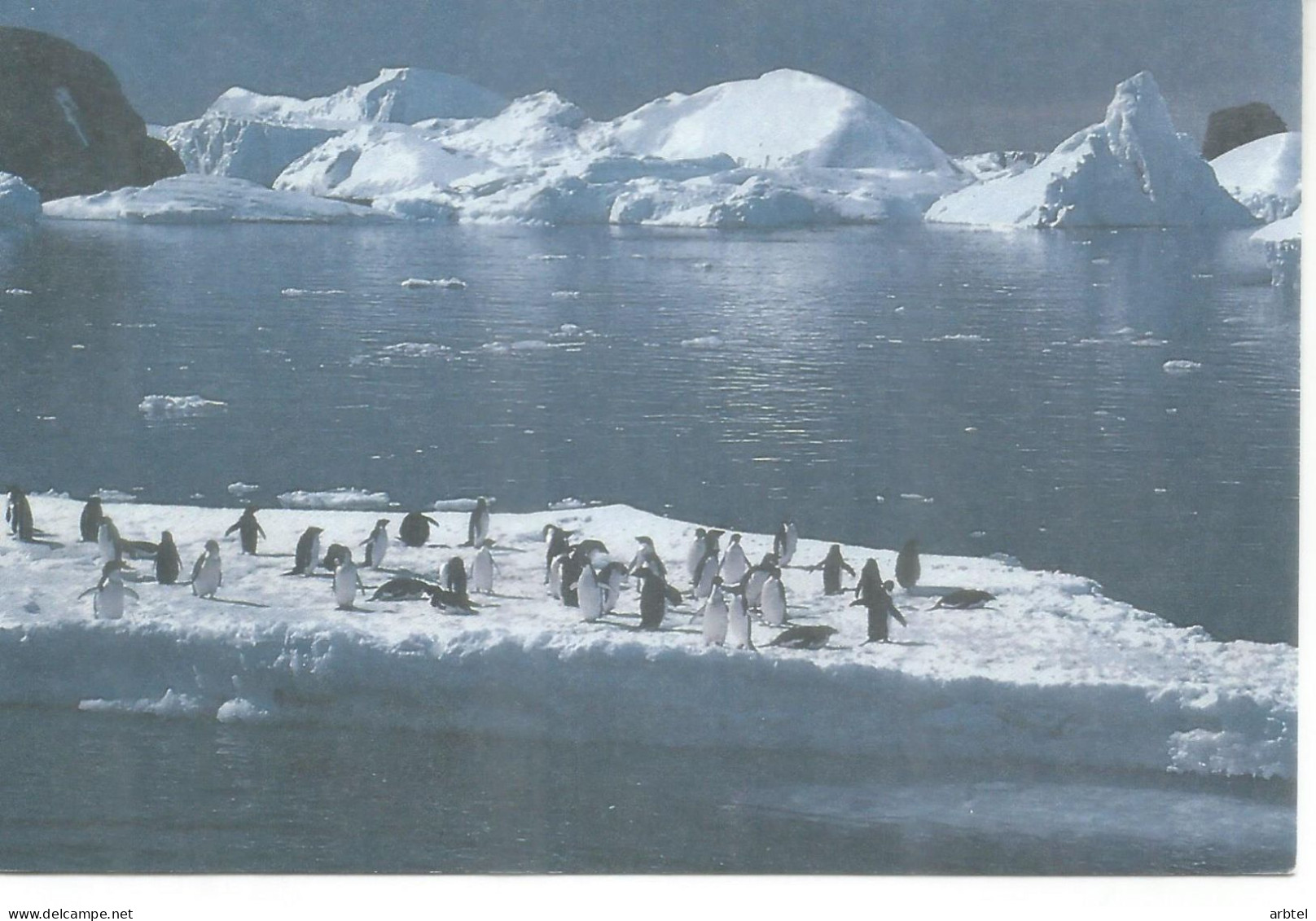 ANTARTIDA ANTARCTIC TAAF ENTERO POSTAL TERRE ADELIE PINGÜINO PENGUIN 2,30 F - Antarktischen Tierwelt