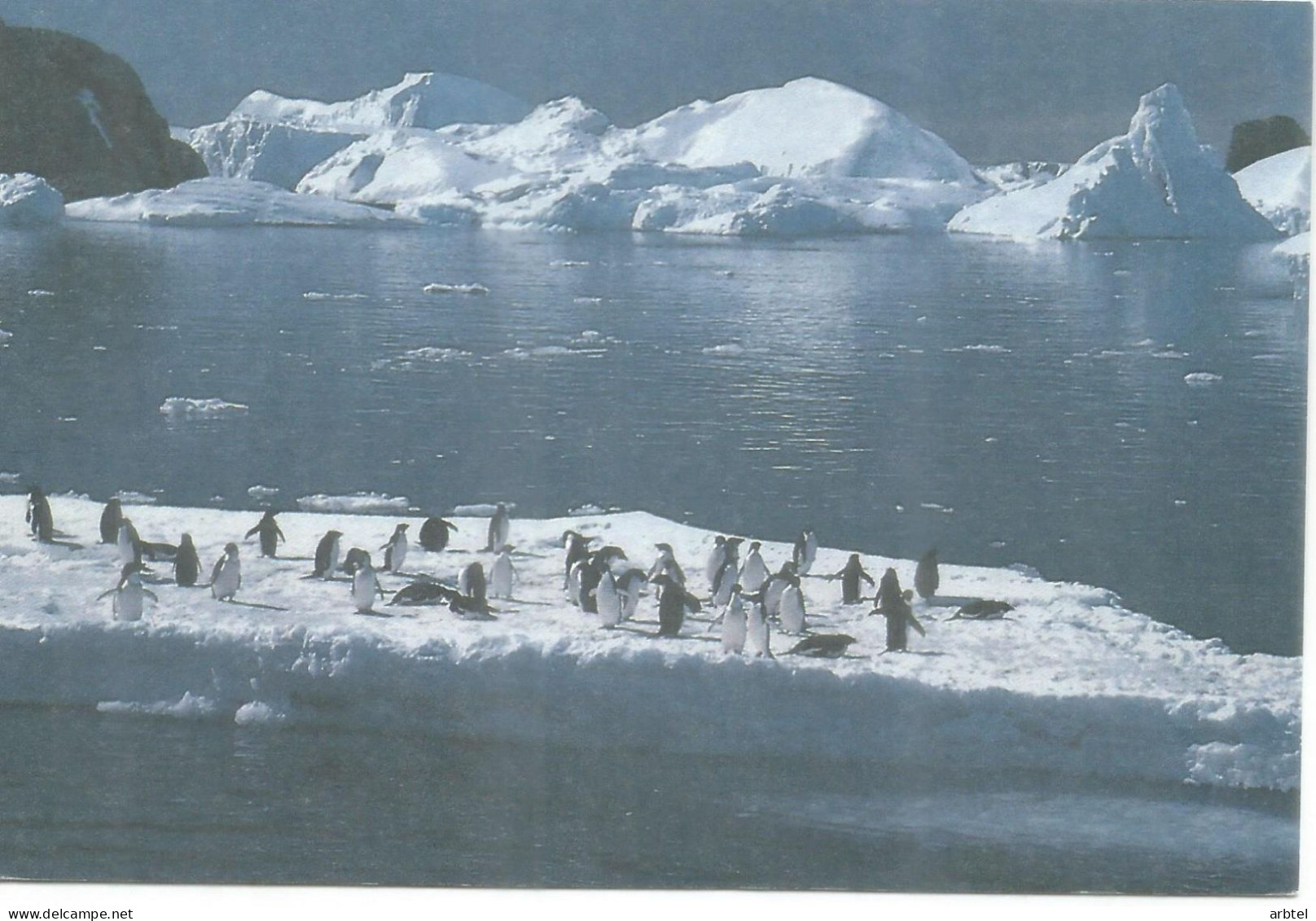 ANTARTIDA ANTARCTIC TAAF ENTERO POSTAL TERRE ADELIE PINGÜINO PENGUIN 2,30 F + 0,10 - Antarktischen Tierwelt