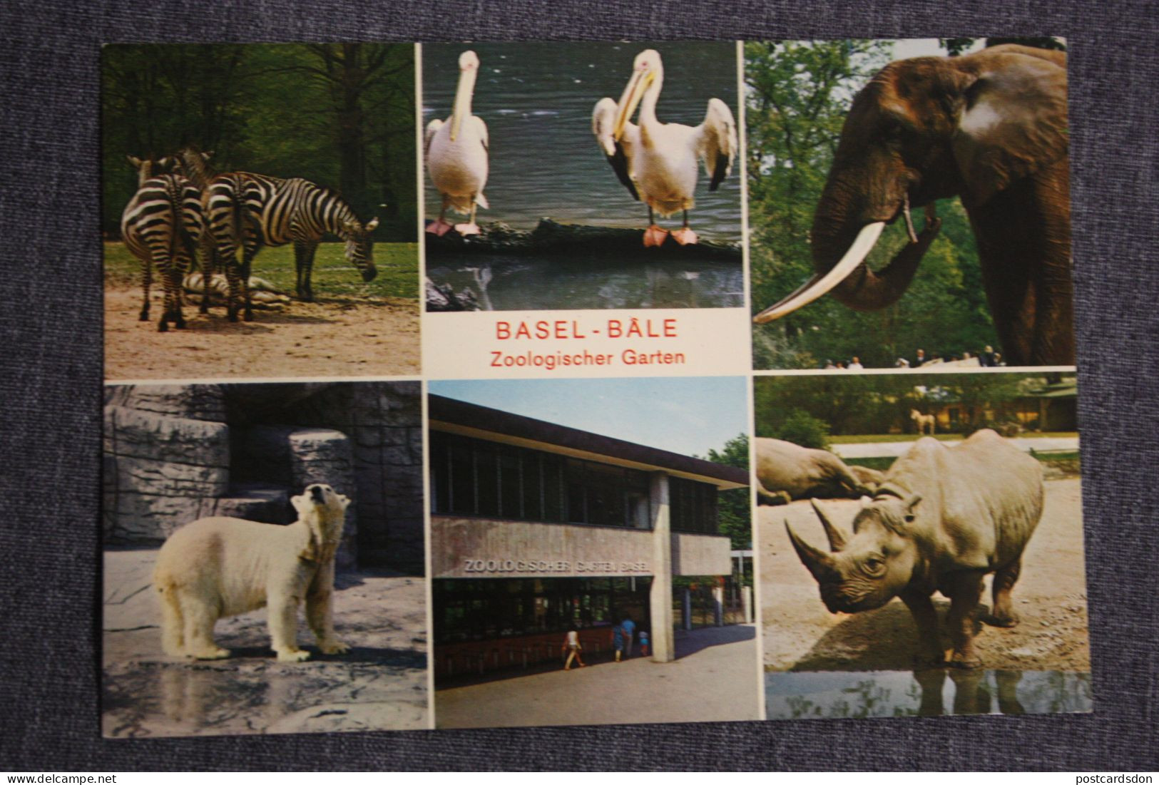 Basel Zoo   / Zebra White Bear - Elephant- Rhino - Rhinozeros