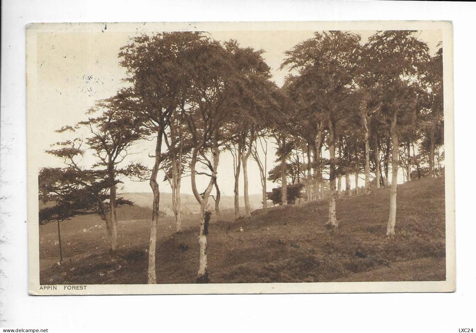 APPIN FOREST. - Argyllshire