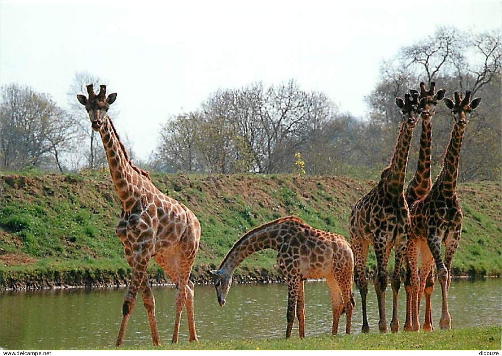 Animaux - Girafes - Port St Père - La Casamance - Safari Africain - Actuellement Planète Sauvage - Carte Neuve - CPM - V - Girafes
