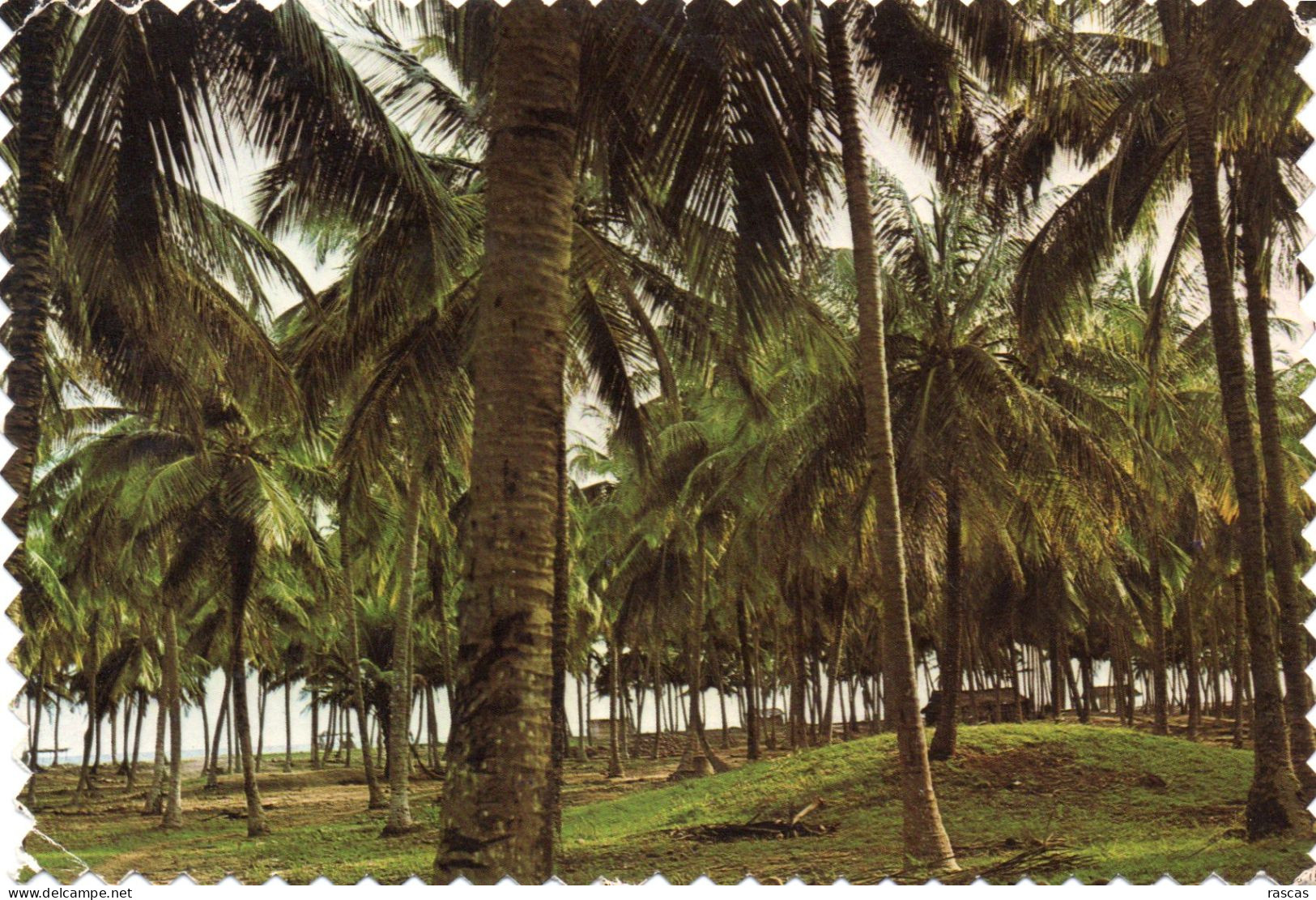 CPM - P - NIGERIA - LAGOS STATE - COCONUT PALM FOREST AT BADAGRY BEACH - FORET DE COCOTIERS A LA PLAGE DE BADAGRY - Nigeria