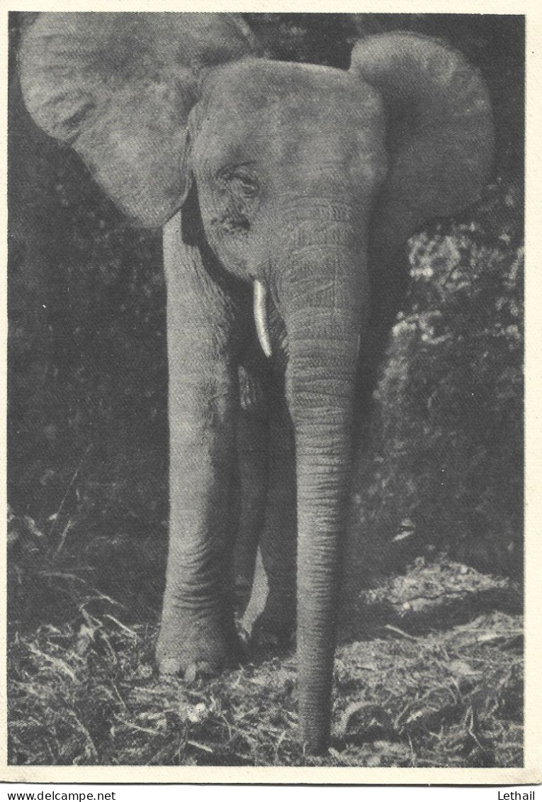 Ref ( 18666 )  Éléphants - Elephants