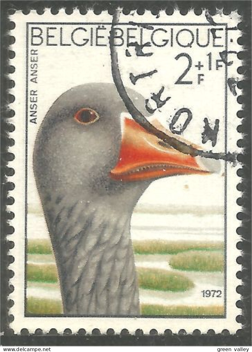 198 Belgium Oie Goose Geese Gans Oca Ganso (BEL-640b) - Oche