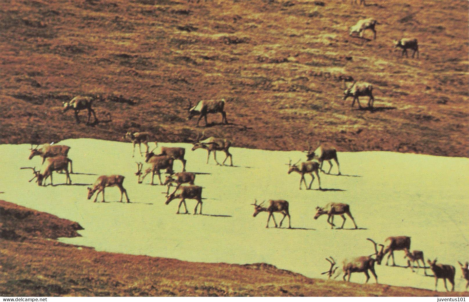 CPSM Vast Herds Of Barren Land Caribou-RARE    L2701 - Otros & Sin Clasificación