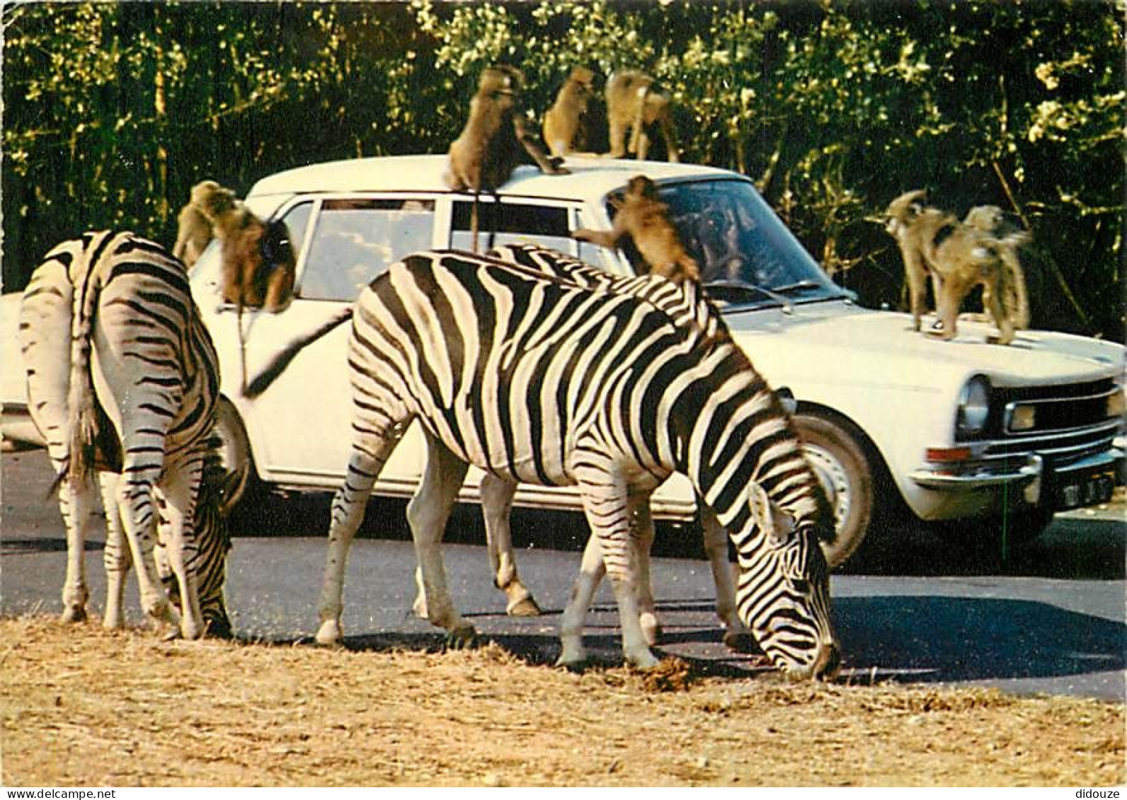 Animaux - Zèbres - Safari Parc De Peaugres - Singes En Liberté - Automobiles - CPM - Carte Neuve - Voir Scans Recto-Vers - Zebras