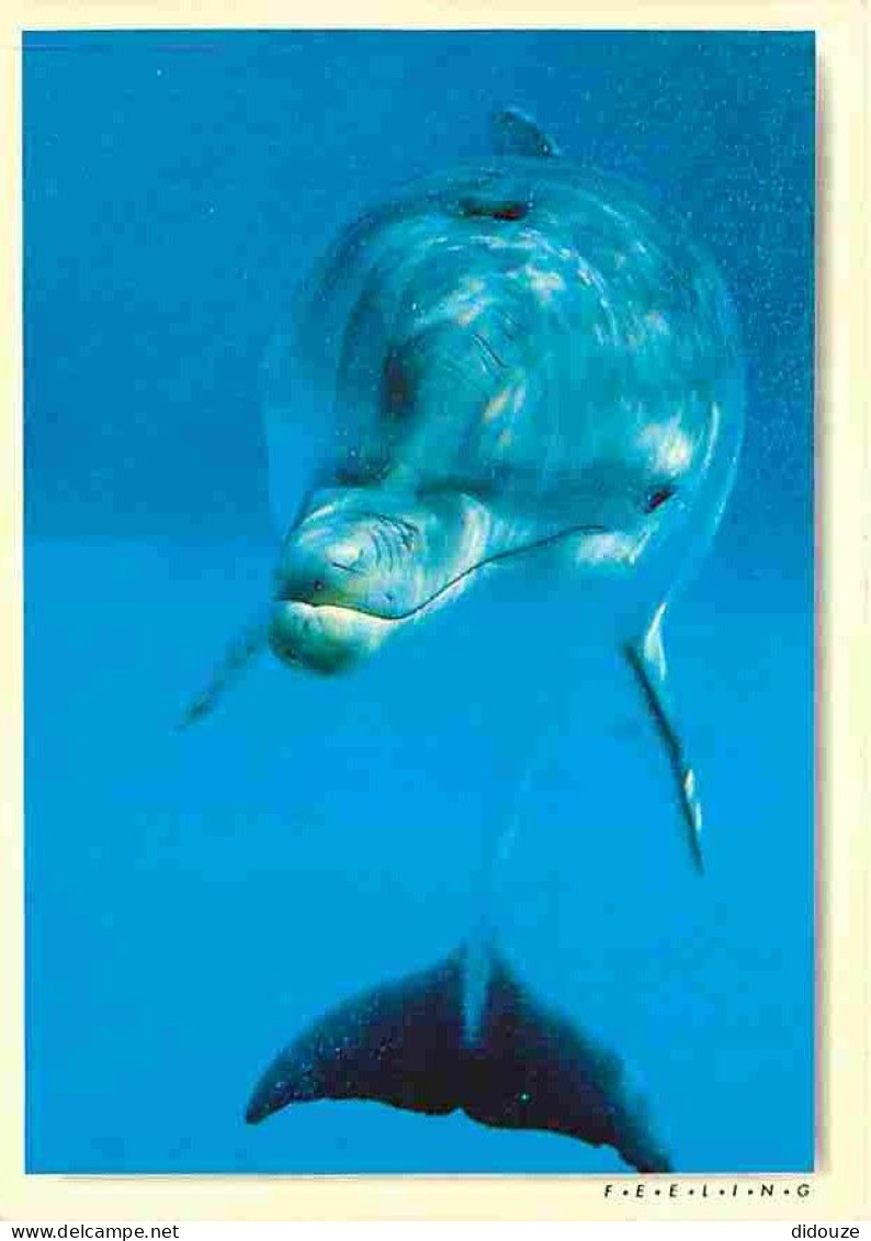 Animaux - Dauphins - CPM - Voir Scans Recto-Verso - Delfini