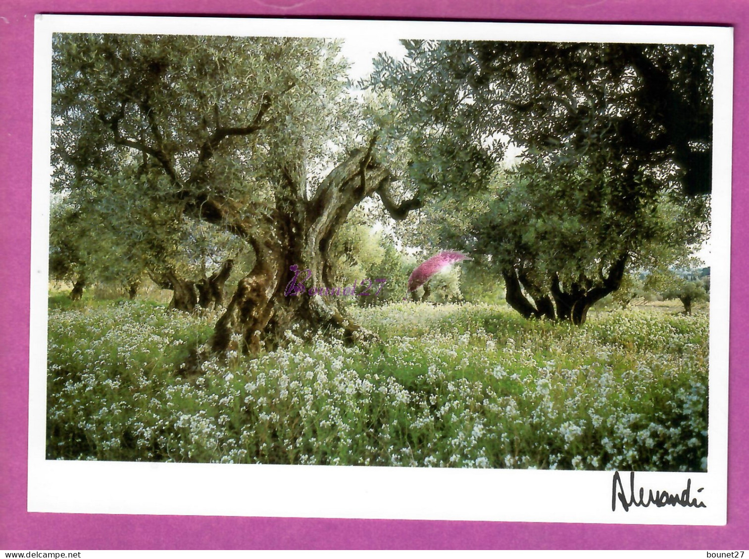 PROVENCE - Les Olivers Mythiques Olivier Olive Avec Fleur Blanche Au Pied Photo Alessandri - Trees
