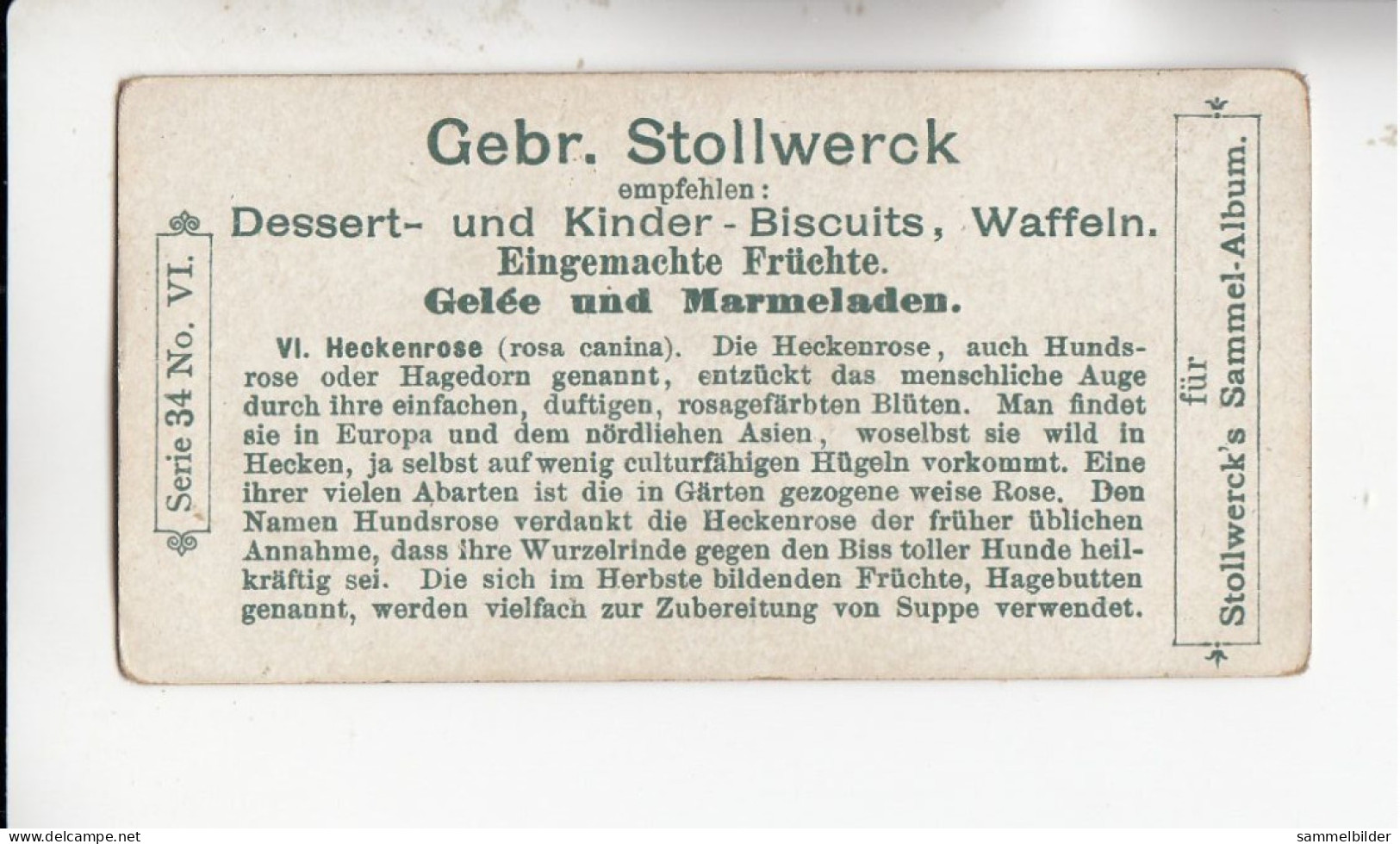 Stollwerck Album No 2 Rosen  Heckenrose   Gruppe 34 #6 Von 1898 - Stollwerck