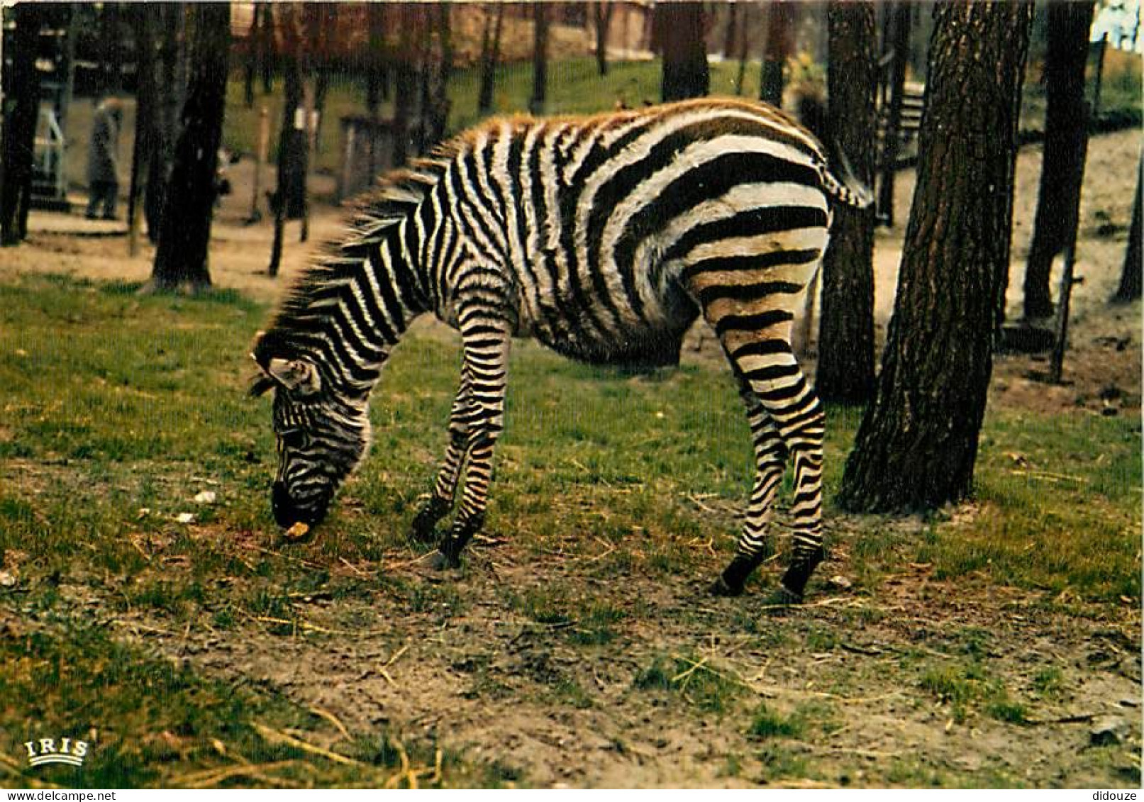 Animaux - Zèbres - Zoo De La Palmyre - Zèbre De Grant - CPM - Carte Neuve - Voir Scans Recto-Verso - Zèbres