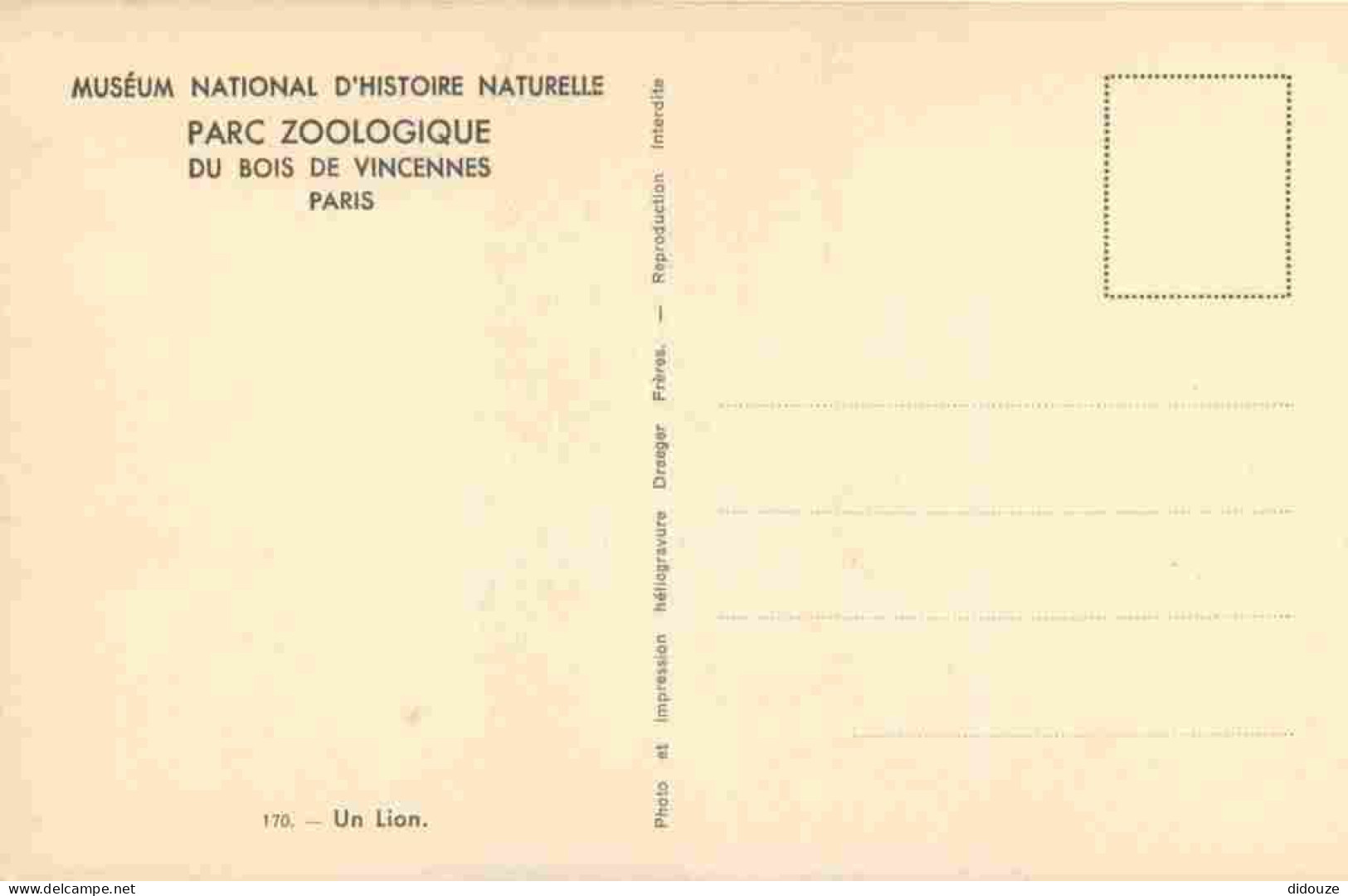 Animaux - Fauves - Lion - Museum National D'Histoire Naturelle - Parc Zoologique Du Bois De Vincennes - Paris - CPSM For - Lions