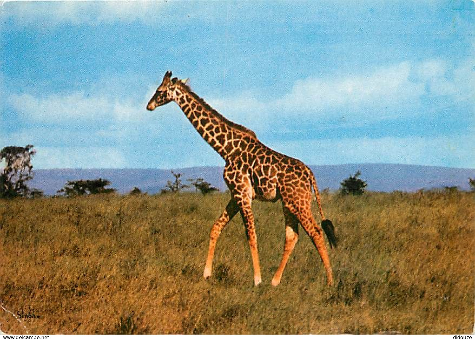 Animaux - Girafes - Afrique De L'Est - Etat Léger Pli Visible - CPM - Voir Scans Recto-Verso - Giraffen