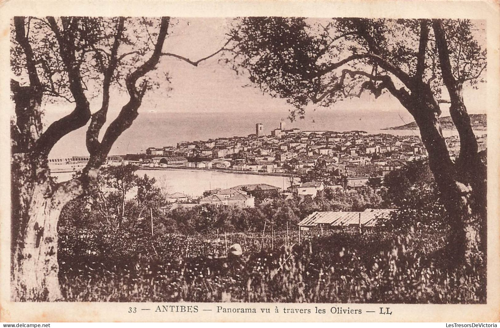 FRANCE - Antibes - Panorama De La Ville Vu à Travers Les Oliviers - LL - Carte Postale Ancienne - Andere & Zonder Classificatie