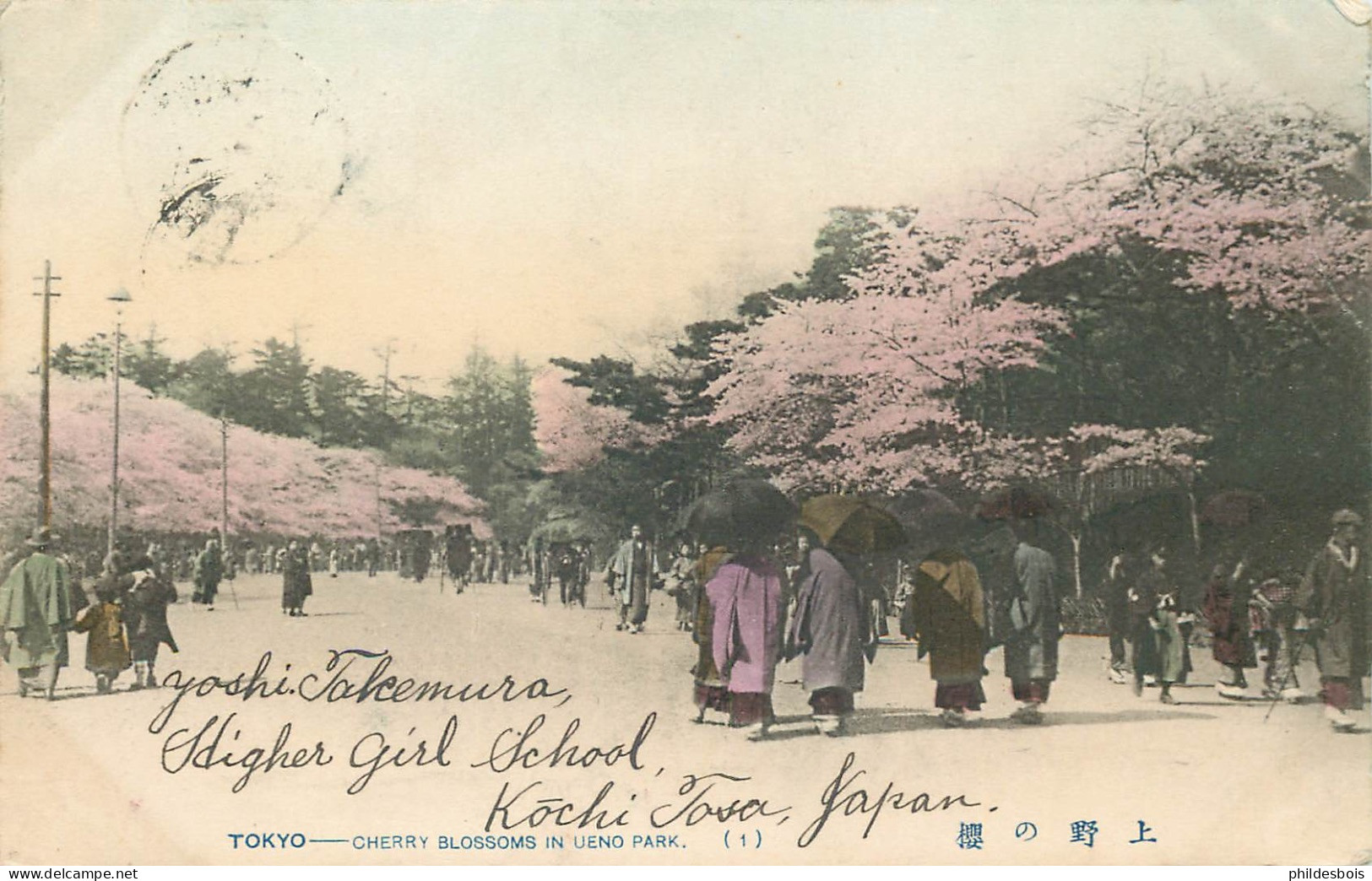 JAPON  TOKYO / TOKIO  Cerisiers Dans Le Parc - Tokyo