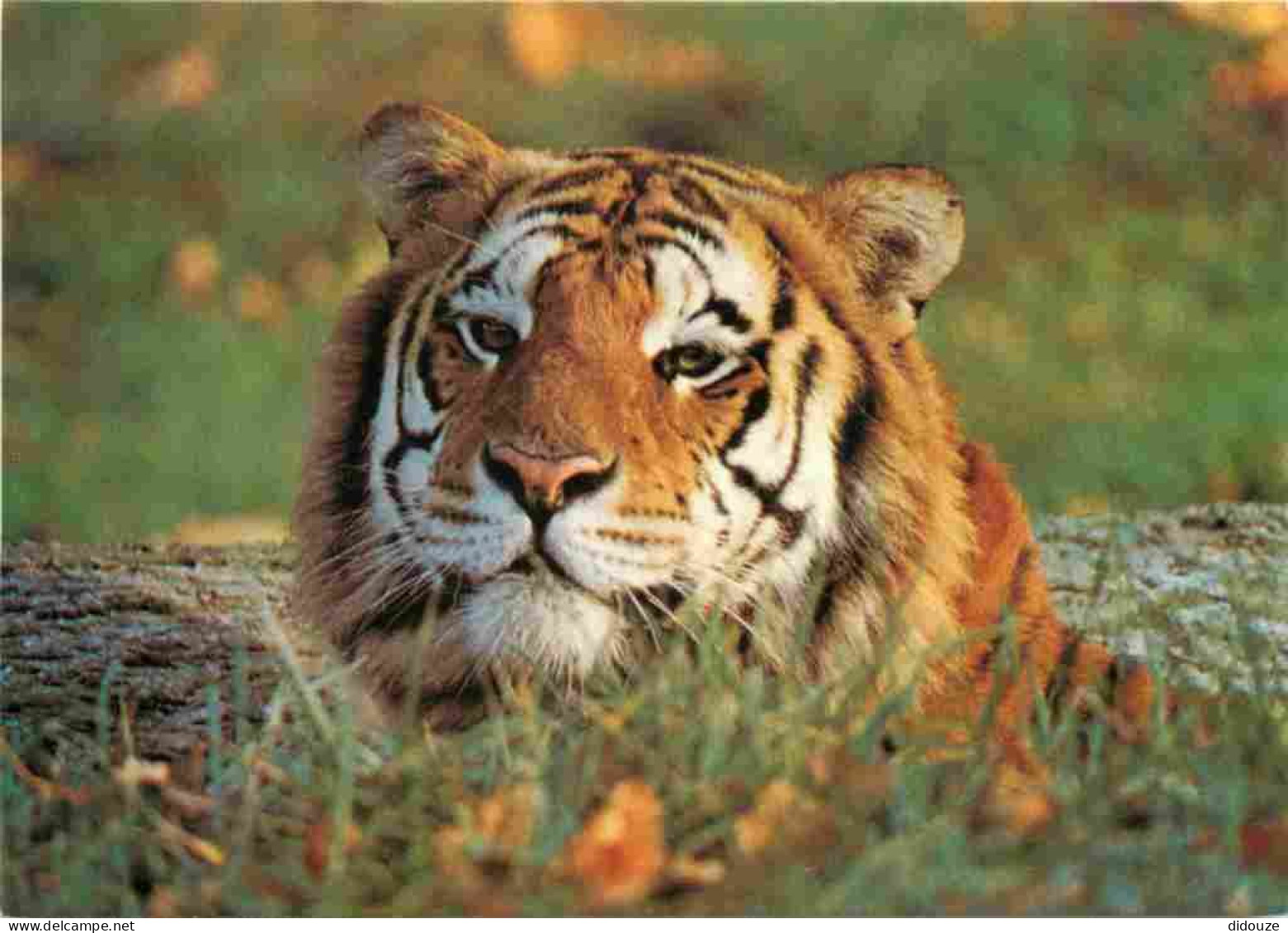 Animaux - Fauves - Tigre - Tigre De Sibérie - CPM - Voir Scans Recto-Verso - Tigri