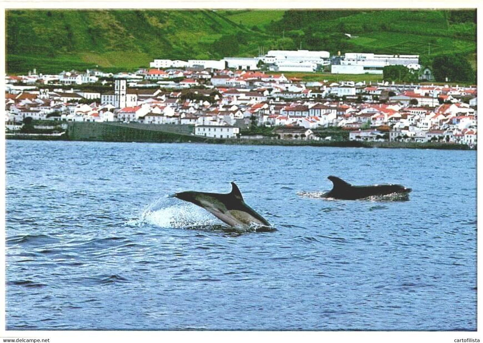 SÃO MIGUEL , Açores - Golfinhos Ao Largo De Vila Franca Do Campo  (2 Scans) - Açores