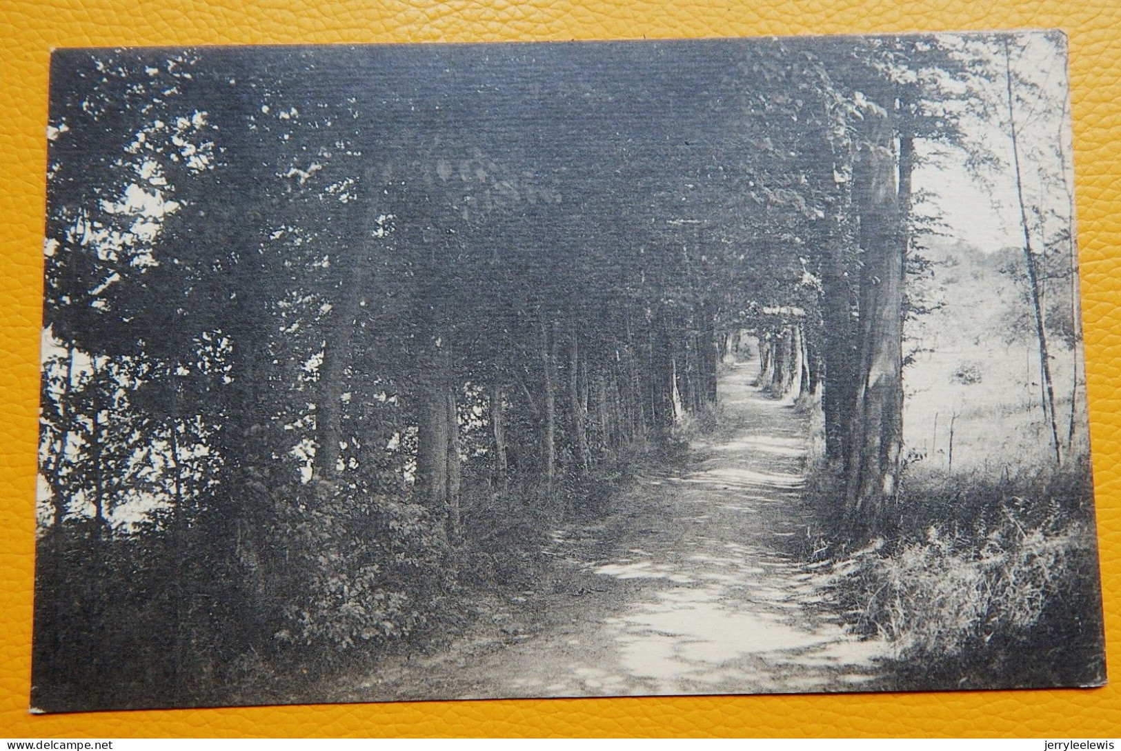 COUVIN  -   Parc De Saint-Roch -  La Vieille Charmille , Longeant L'étang - Couvin