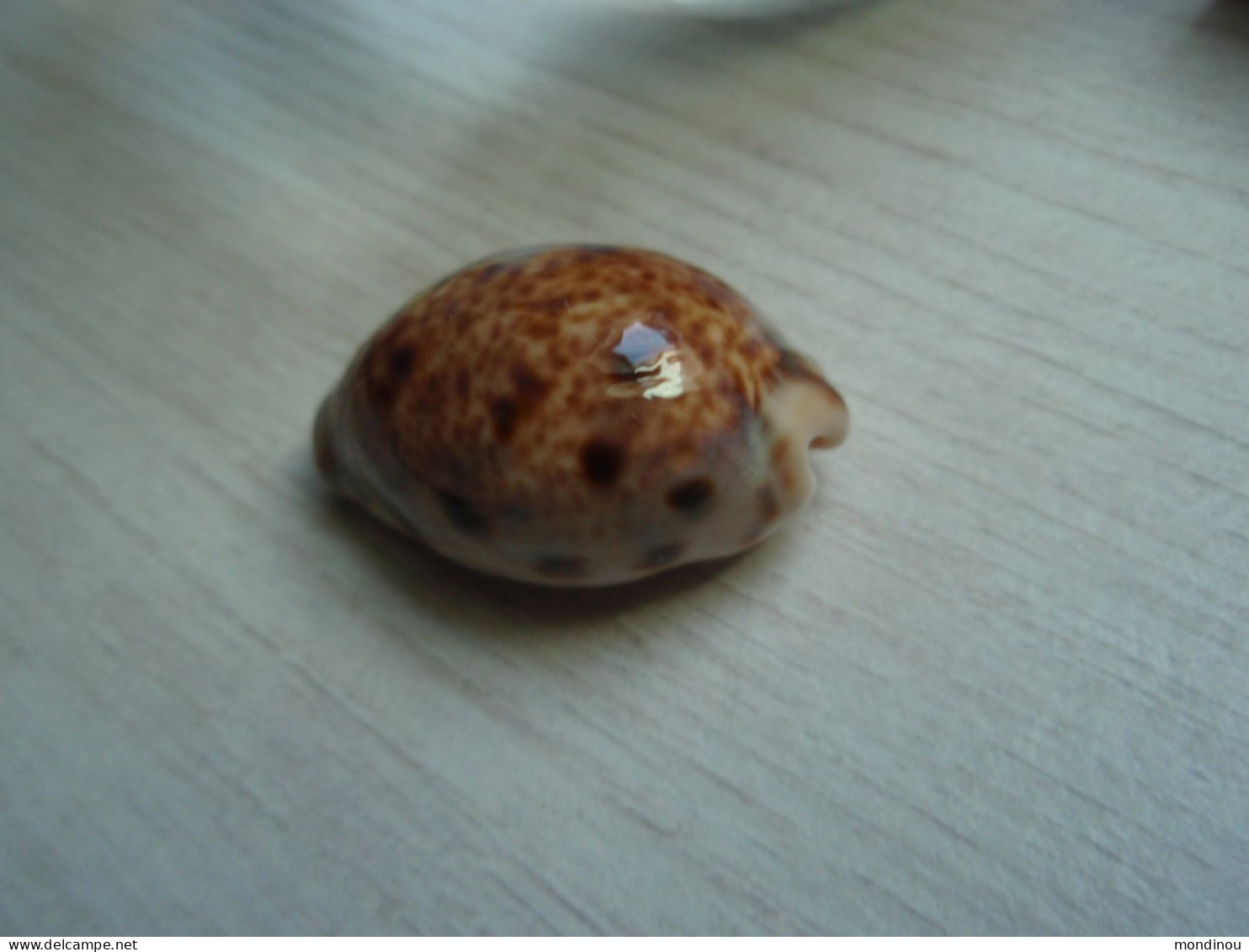 Jolie Porcelaine, Coquillage -   Cypraea Lynx - Nouvelle-Calédonie. - Conchas Y Caracoles