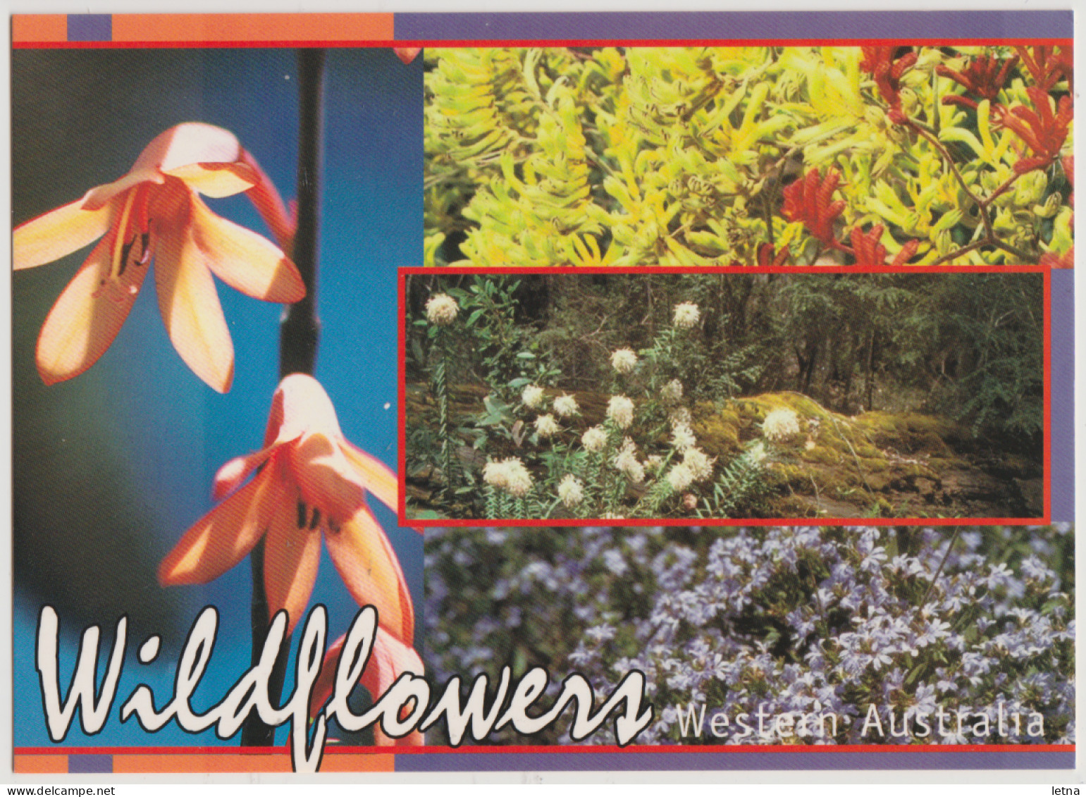 WESTERN AUSTRALIA WA Wildflowers Multiviews Hughes WAS1 Postcard C2000s - Otros & Sin Clasificación