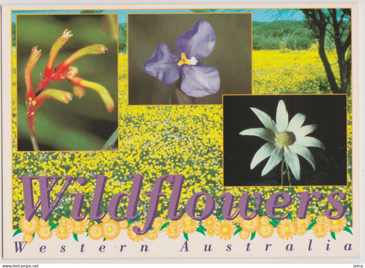 WESTERN AUSTRALIA WA Wildflowers Multiviews Hughes WAS2 Postcard C2000s - Altri & Non Classificati
